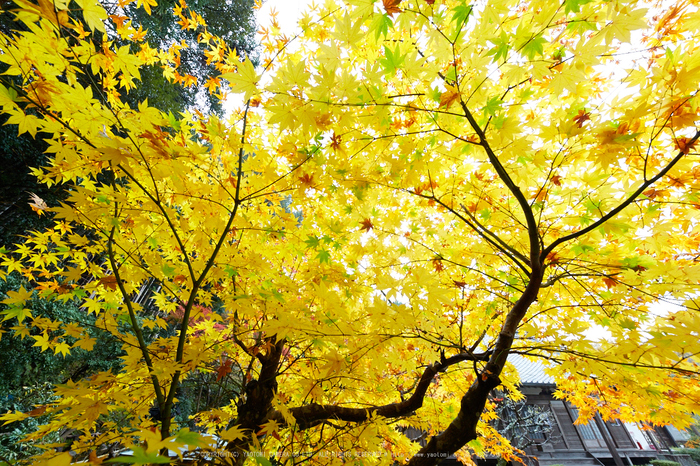 紅葉オーダーページ アコースティックギター】Headway HD-Autumn Leaves'21 & HF