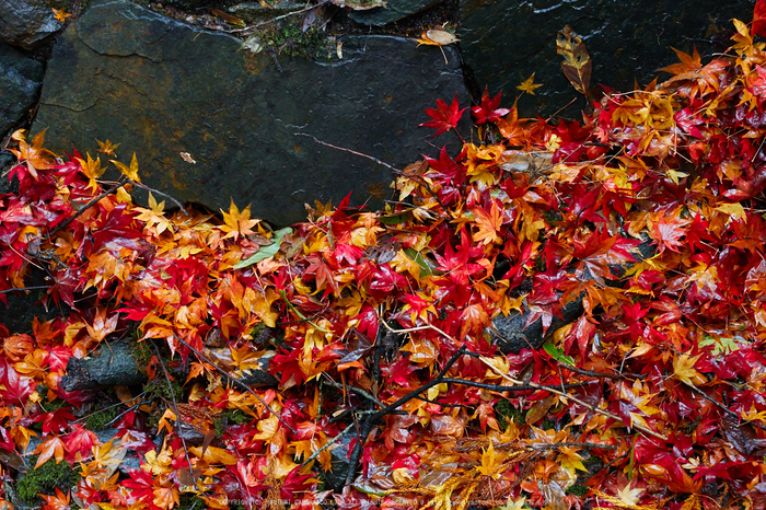 京都 亀岡 紅葉紀行「積善寺」 2016 ／ シグマ SIGMA 85mm F1.4