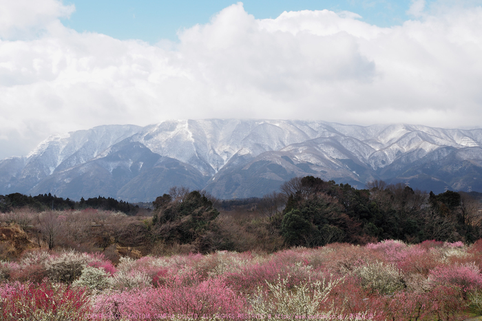 いなべ梅林公園2017_P3150152s.jpg