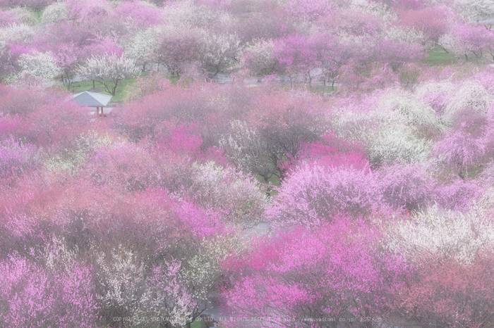 いなべ農業公園(梅林),P3150011(2),2017yaotomi.jpg