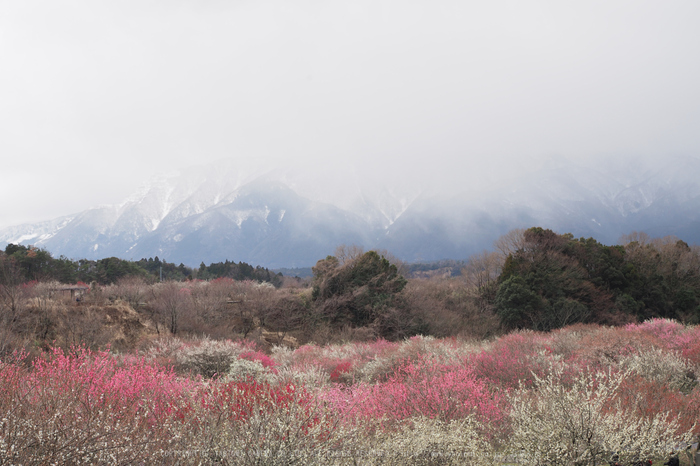 いなべ農業公園(梅林),P3150157ps2,2017yaotomi.jpg