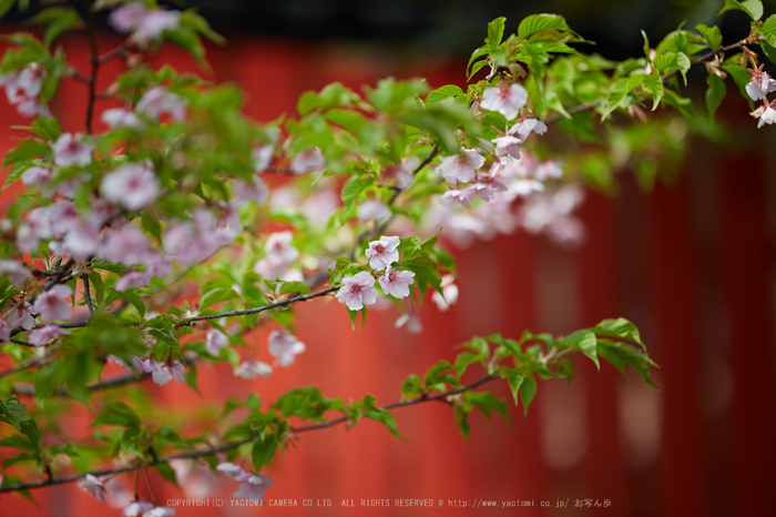 車折神社の桜_IMG_6548,2017yaotomi.jpg