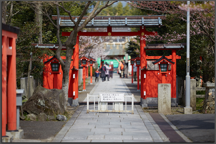 車折神社の桜_IMG_6557,2017yaotomi_T.jpg