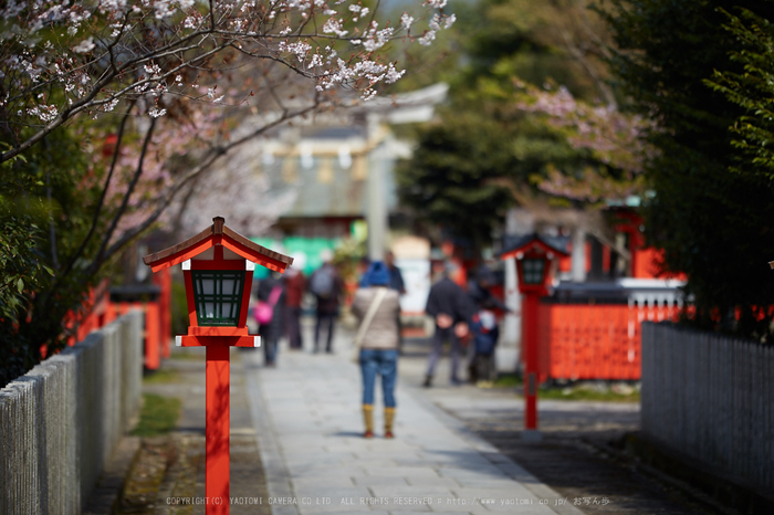 車折神社の桜_IMG_6561,2017yaotomi.jpg