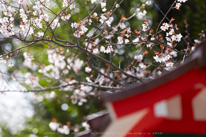 車折神社の桜_IMG_6568,2017yaotomi.jpg