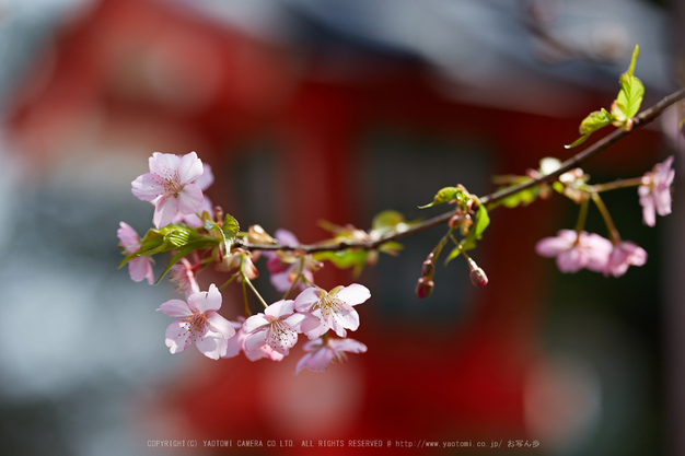 車折神社の桜_IMG_6600,2017yaotomi.jpg