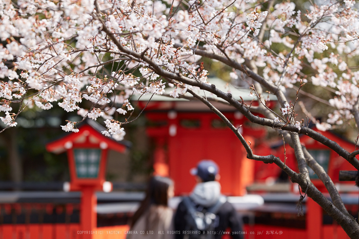 車折神社の桜_IMG_6606,2017yaotomi.jpg