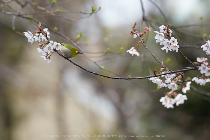 車折神社の桜_IMG_6758,2017yaotomi.jpg