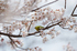 車折神社の桜_IMG_6800,2017yaotomi 1.jpg