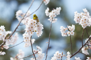 車折神社の桜_IMG_6892,2017yaotomi.jpg