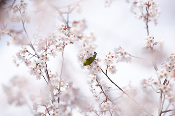 車折神社の桜_IMG_6909,2017yaotomi.jpg