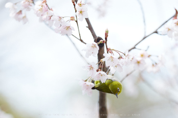 車折神社の桜_IMG_6922,2017yaotomi.jpg