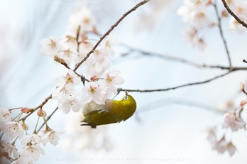 車折神社の桜_IMG_6928,2017yaotomi 1.jpg