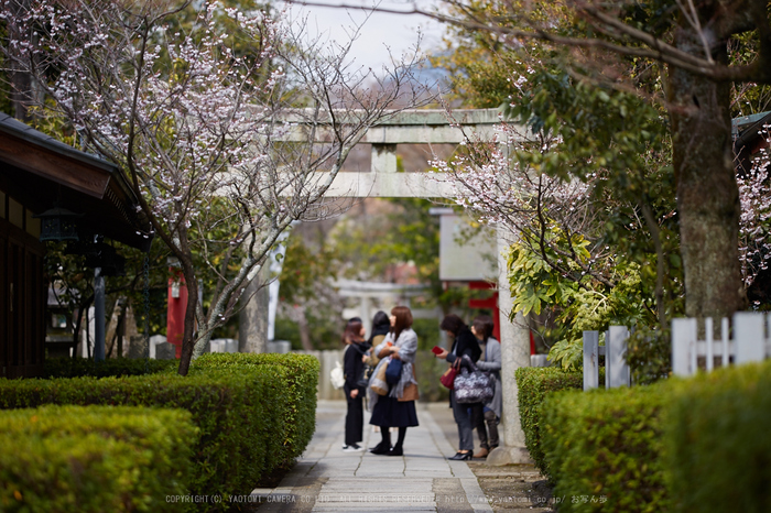 車折神社の桜_IMG_6936,2017yaotomi.jpg