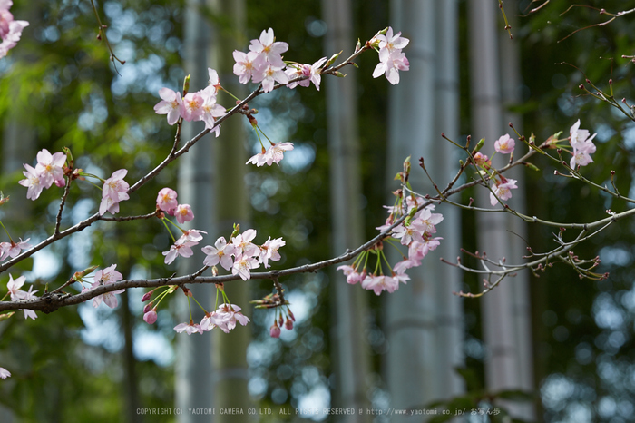 車折神社の桜_IMG_6975,2017yaotomi.jpg