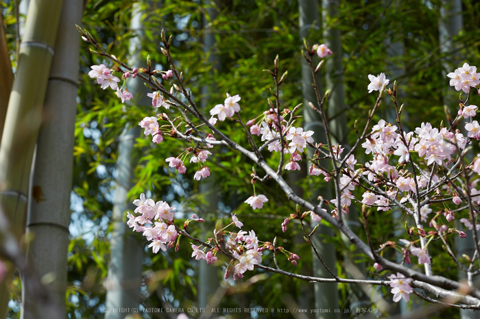 車折神社の桜_IMG_6991,2017yaotomi.jpg