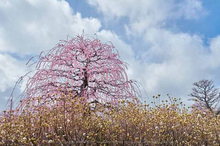 鈴鹿の森,枝垂れ梅_P3150172,2017yaotomi.jpg