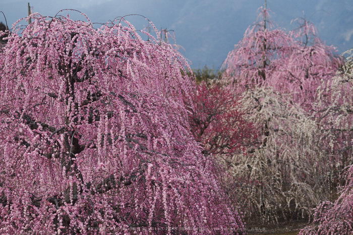 鈴鹿の森,枝垂れ梅_P3150192,2017yaotomi.jpg