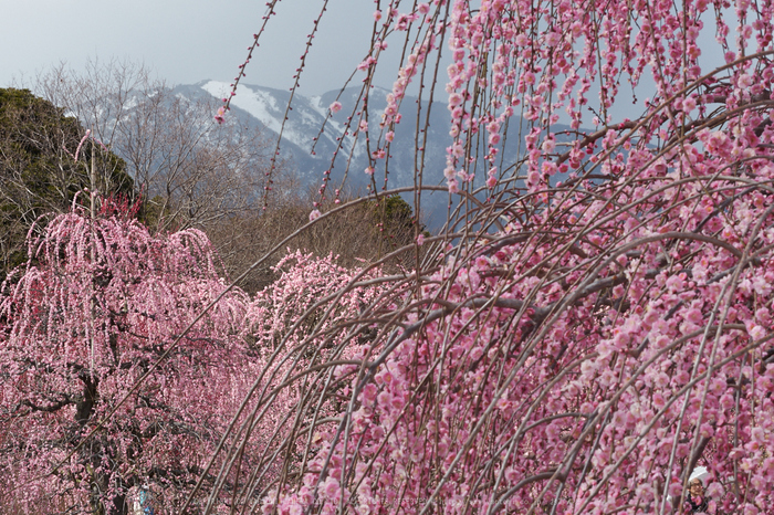 鈴鹿の森,枝垂れ梅_P3150234,2017yaotomi.jpg