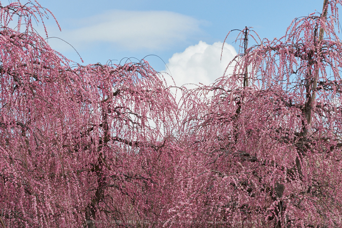 鈴鹿の森,枝垂れ梅_P3150272,2017yaotomi.jpg