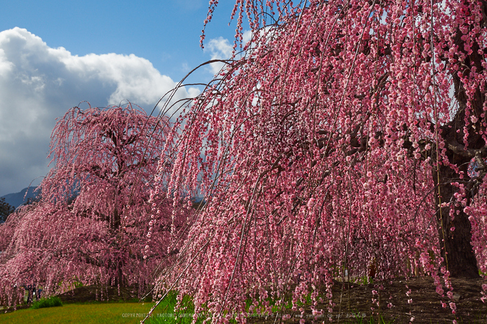 鈴鹿の森,枝垂れ梅_P3150327,2017yaotomi.jpg