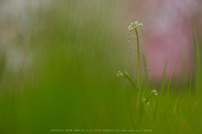 鈴鹿の森,枝垂れ梅_P3150412,2017yaotomi.jpg