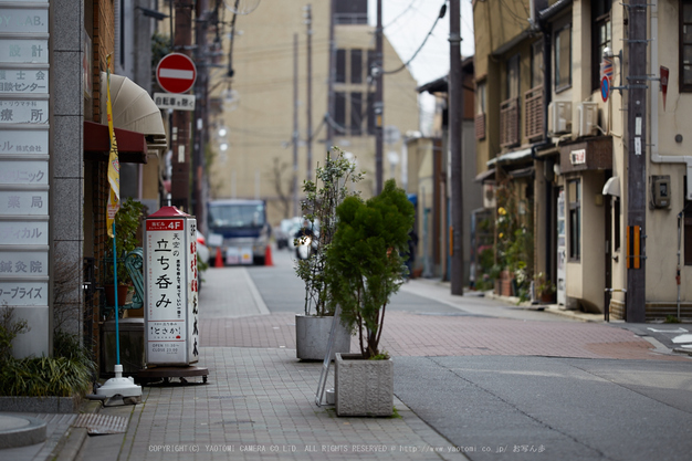 長徳寺おかめ桜_IMG_7030,2017yaotomi.jpg