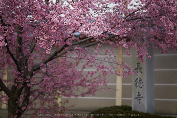 長徳寺おかめ桜_IMG_7035,2017yaotomi.jpg