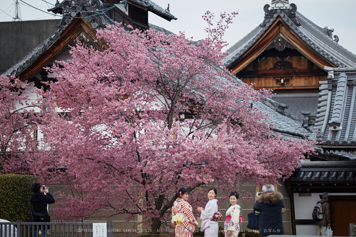 長徳寺おかめ桜_IMG_7042_F,2017yaotomi.jpg