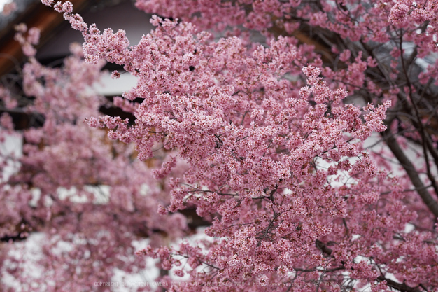 長徳寺おかめ桜_IMG_7053,2017yaotomi.jpg