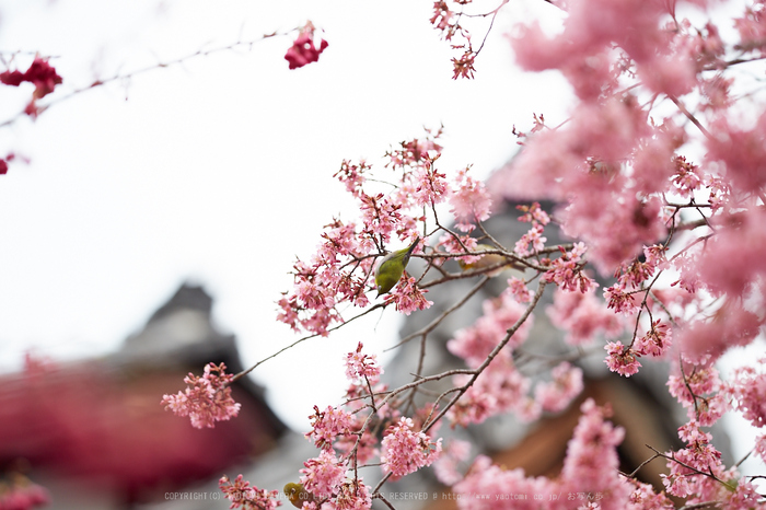 長徳寺おかめ桜_IMG_7076,2017yaotomi.jpg