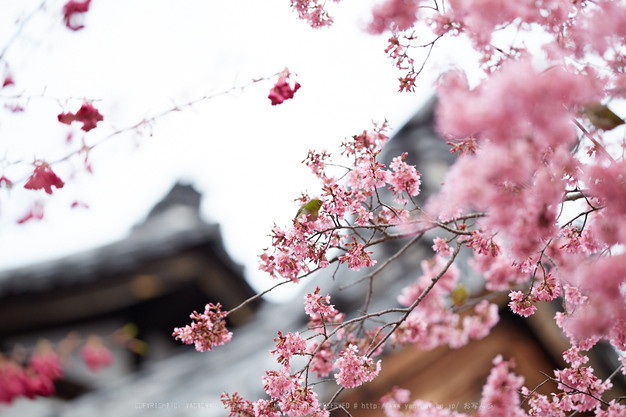 長徳寺おかめ桜_IMG_7078,2017yaotomi.jpg