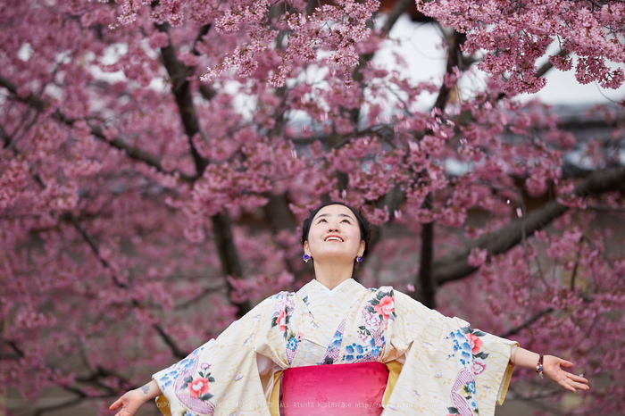 長徳寺おかめ桜_IMG_7114_F,2017yaotomi.jpg