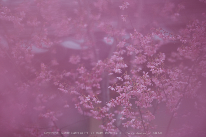 長徳寺おかめ桜_IMG_7134,2017yaotomi.jpg