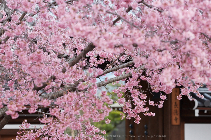 長徳寺おかめ桜_IMG_7146,2017yaotomi.jpg