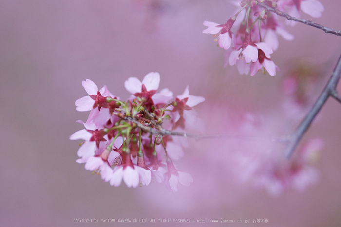 長徳寺おかめ桜_IMG_7172,2017yaotomi.jpg