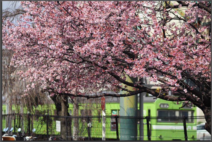 P3080197_JR桃山駅の桜2017yaotomi_T.jpg