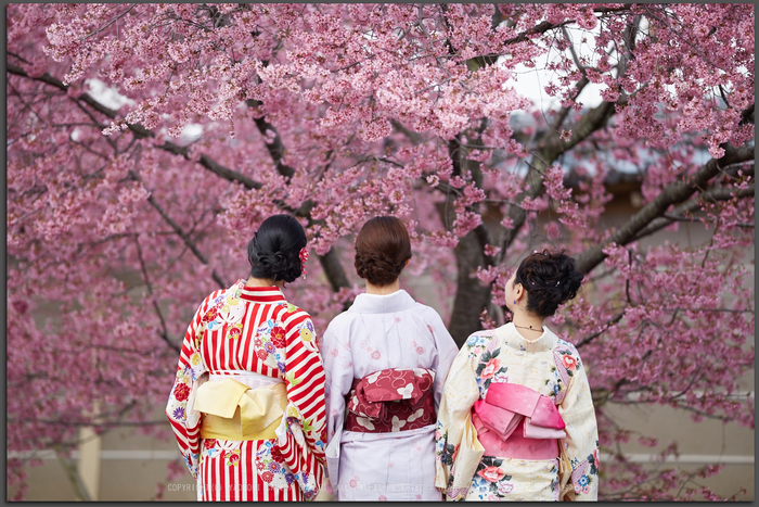 SIGMA 135mm F1.8 DG HSM | Art (レビュー・使ってみました SIGMA 135mm F1.8 DG HSM | Art (レビュー・使ってみました