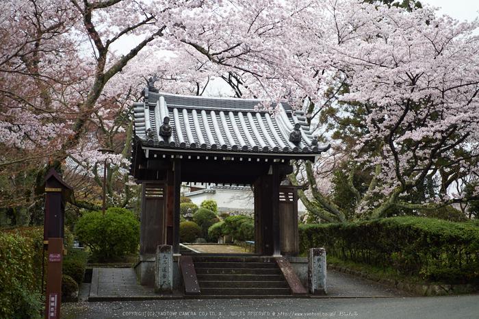 九品寺,桜_P4080216,2017yaotomi.jpg