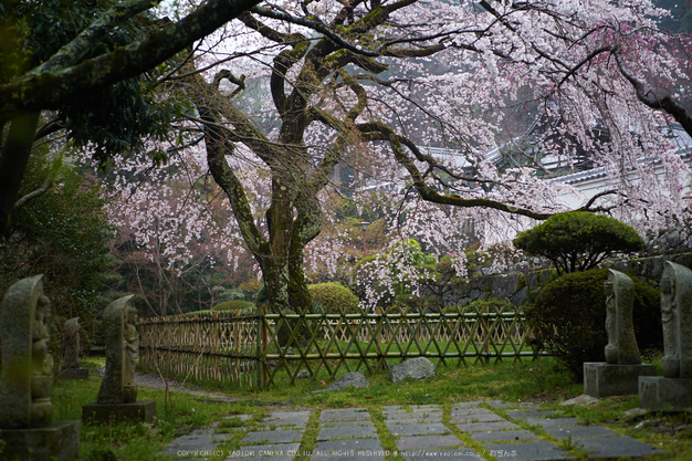 九品寺,桜_P4080241,2017yaotomi.jpg