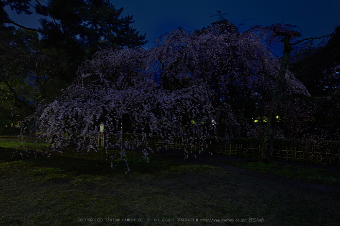 京都御苑,近衛邸跡の桜_IMG_7399,2017yaotomi 1.jpg