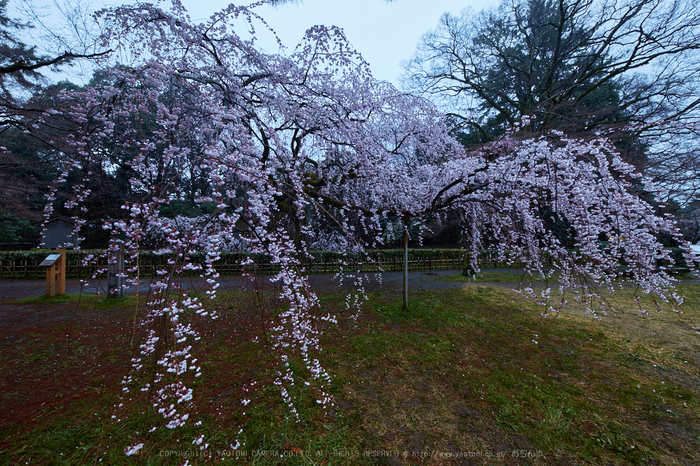 京都御苑,近衛邸跡の桜_IMG_7422,2017yaotomi 2.jpg