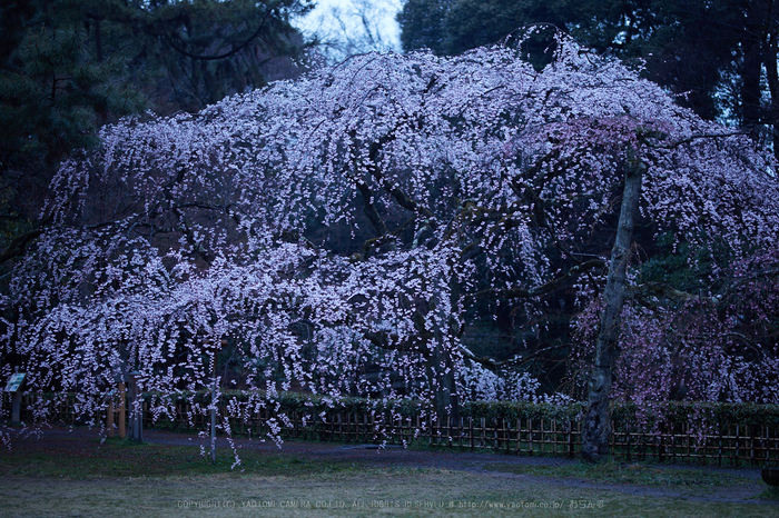 京都御苑,近衛邸跡の桜_IMG_7426,2017yaotomi.jpg