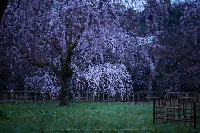 京都御苑,近衛邸跡の桜_IMG_7435,2017yaotomi.jpg