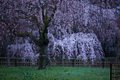 京都御苑,近衛邸跡の桜_IMG_7451,2017yaotomi 1.jpg