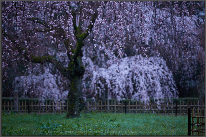 京都御苑,近衛邸跡の桜_IMG_7451,2017yaotomi_T.jpg