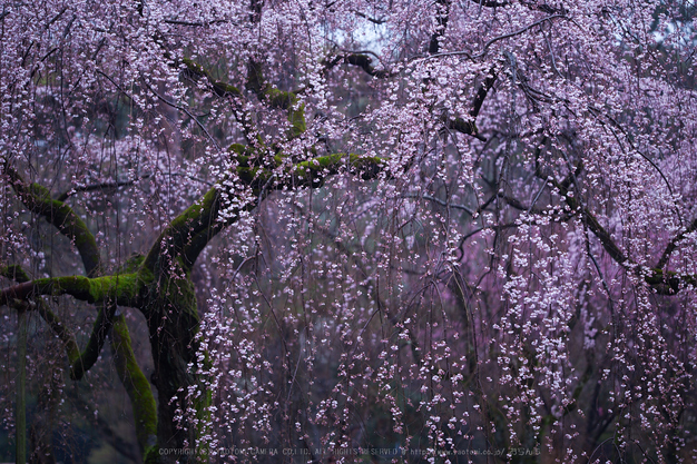 京都御苑,近衛邸跡の桜_IMG_7461,2017yaotomi.jpg