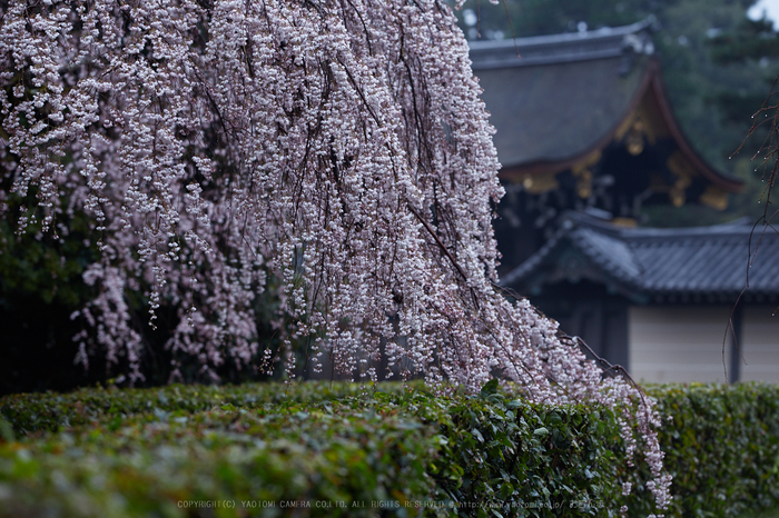 京都御苑,近衛邸跡の桜_IMG_7474,2017yaotomi.jpg