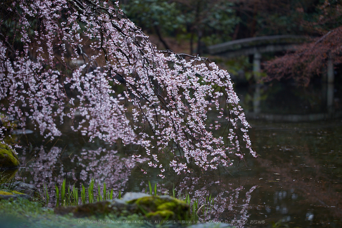 京都御苑,近衛邸跡の桜_IMG_7477,2017yaotomi.jpg