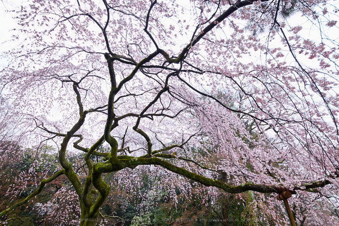 京都御苑,近衛邸跡の桜_IMG_7520,2017yaotomi.jpg